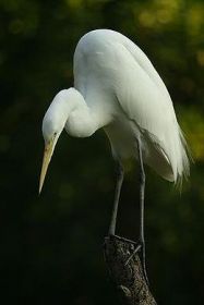 Egreta mare (Egretta alba)
